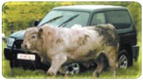 Livestock page1